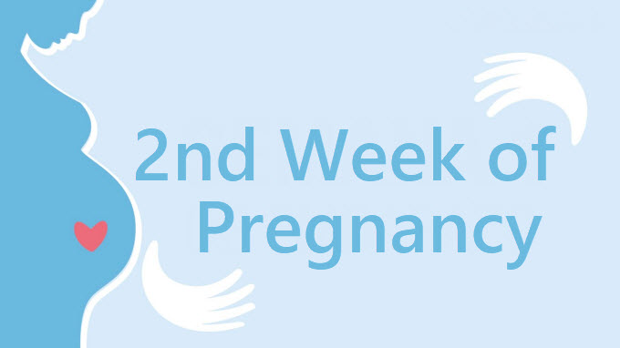 2 Weeks Pregnant Symptoms And Signs Pregnancy Week By Week 